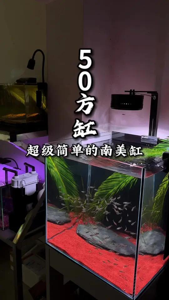 50×50×50方缸,这次玩一下南美风,搭配一只铁树叶,太清新了这个感觉!南美缸造景 鱼缸