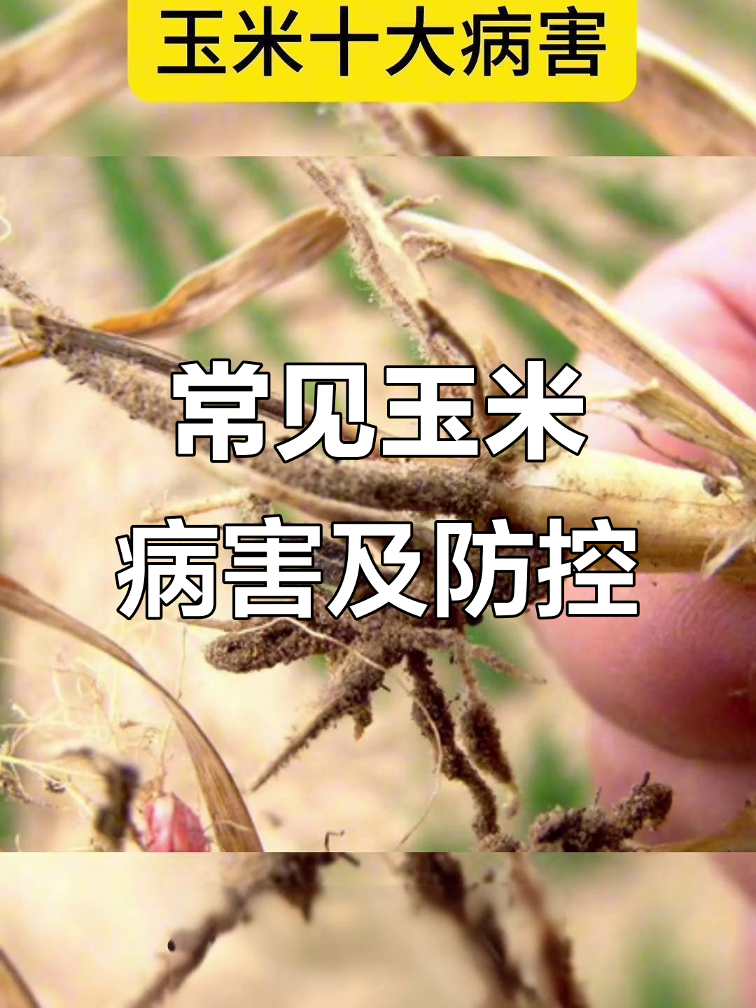 气温升高,玉米病害全解析:大斑病、小斑病等如何防治