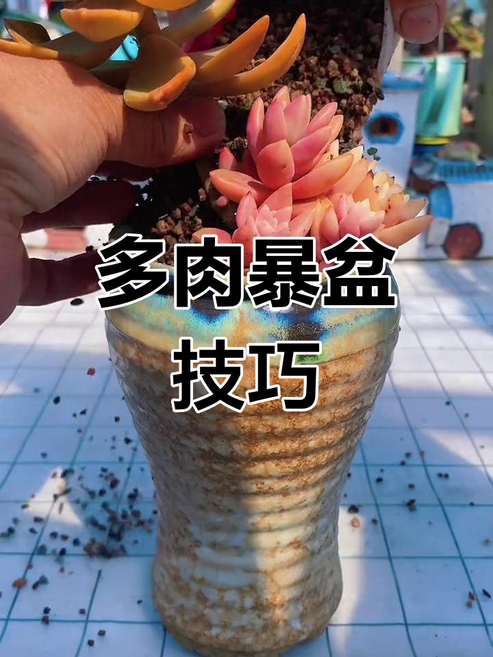 果冻布丁多肉如何快速爆盆