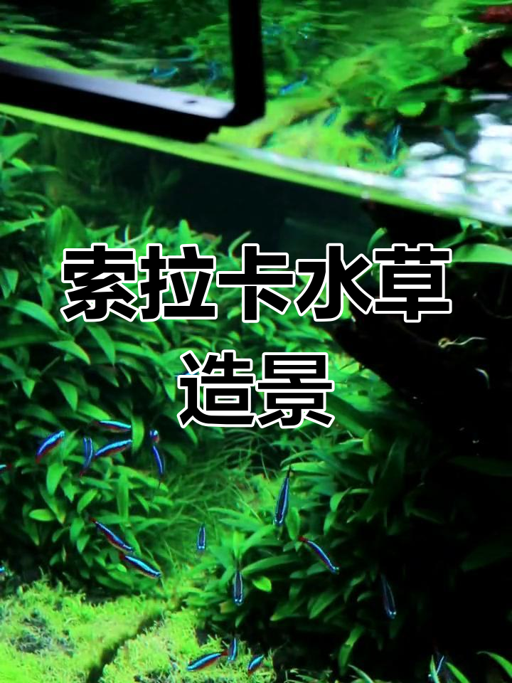 水草造景技巧大揭秘,打造索拉卡风格鱼缸景观