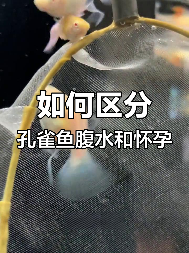 孔雀鱼腹水与怀孕的区别及预防措施
