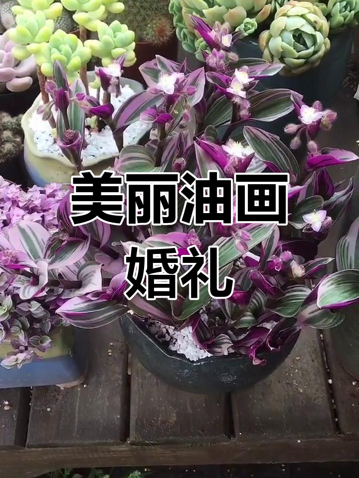 油画婚礼多肉,紫罗兰的升级版