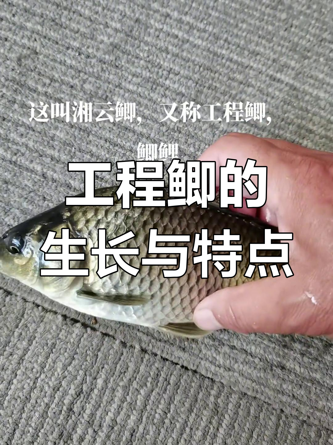 湘云鲫:人工改良的巨型鱼种
