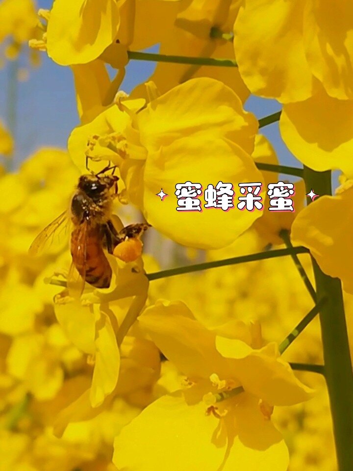油菜花田|原来蜜蜂这样采蜜