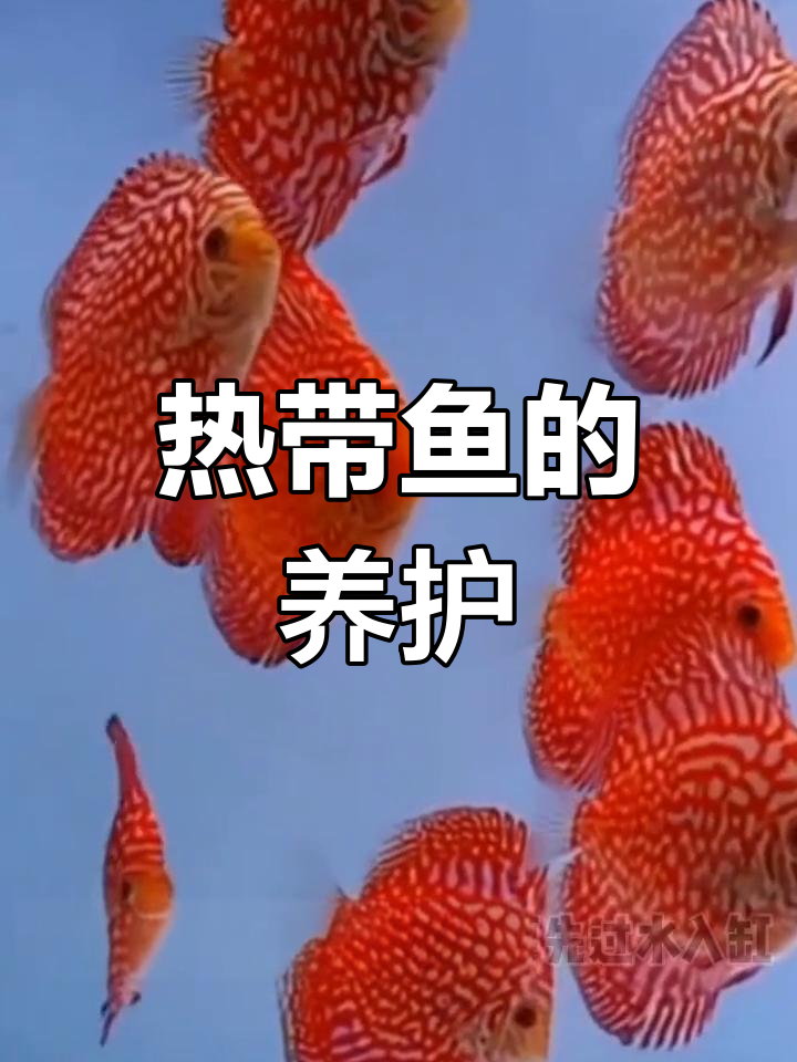 七彩神仙鱼饲养技巧