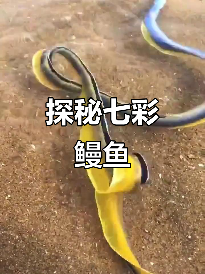 七彩鳗鱼:神秘海洋生物揭秘