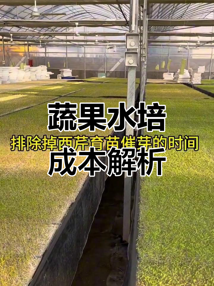 水培蔬菜成本揭秘,除了视频中的,还有更多隐藏费用