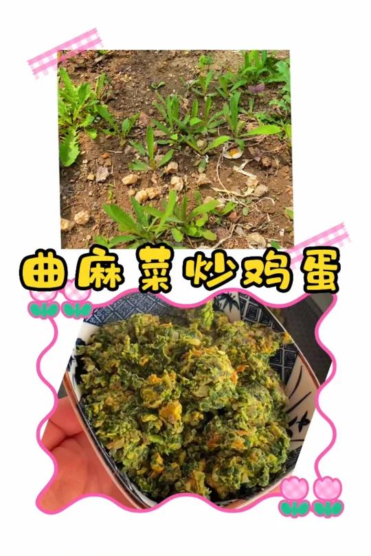 苣荬菜,又名:苣麻菜、苦苣菜、曲曲菜、荬菜、野
