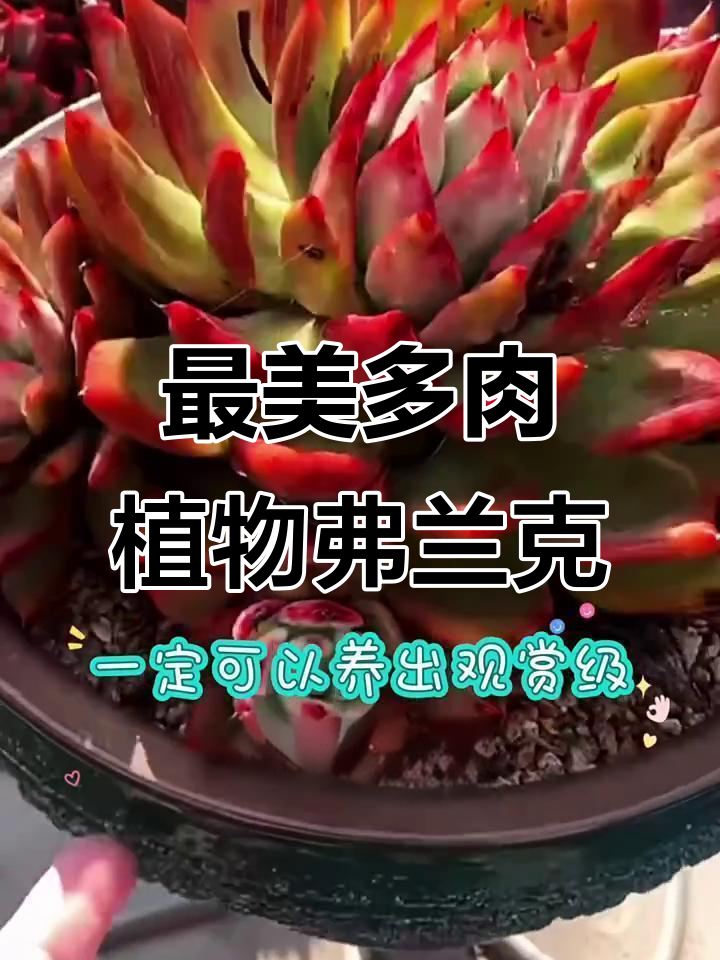 弗兰克:东云系最惊艳的多肉品种,养护技巧全揭秘