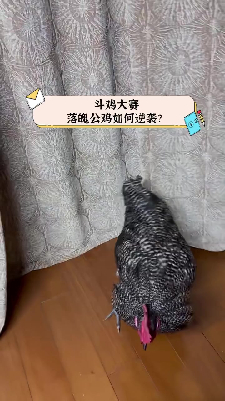 斗鸡大赛,落魄公鸡如何逆袭?