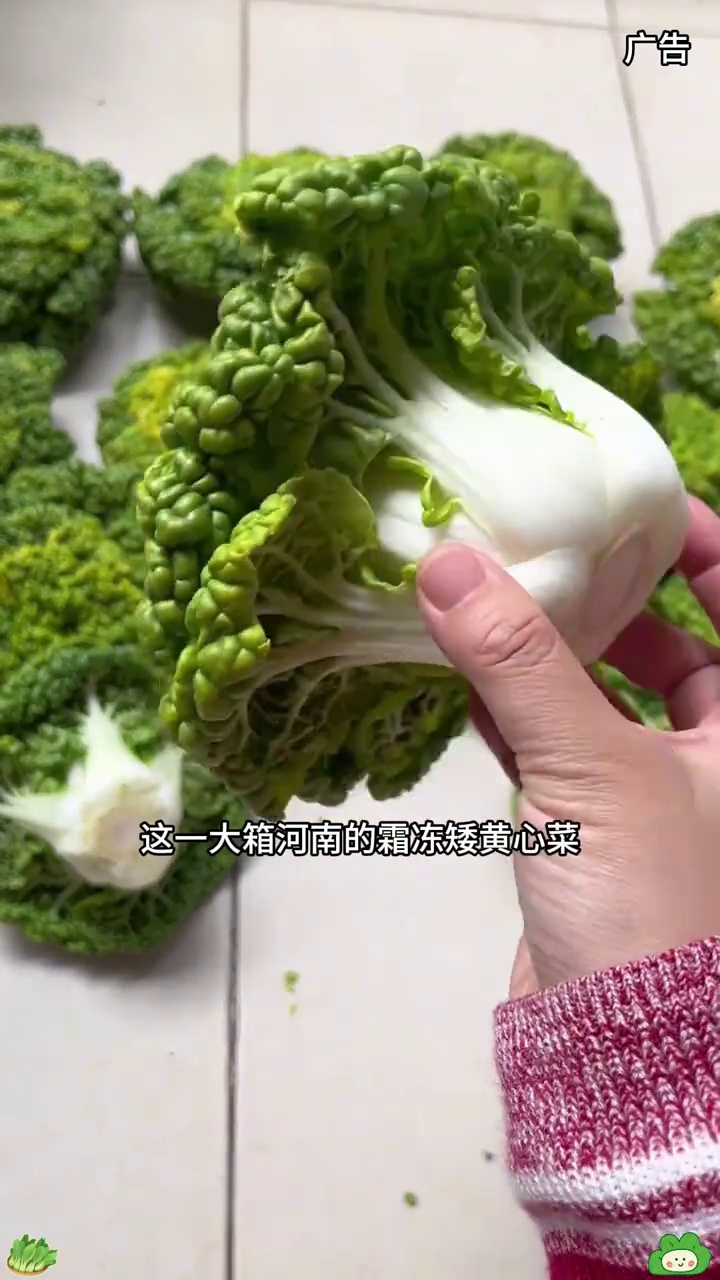 过年大鱼大肉吃腻了吧?那就吃点农家黄心菜也叫乌塌菜,露天种植,新鲜采摘,口感脆嫩清甜,炒菜