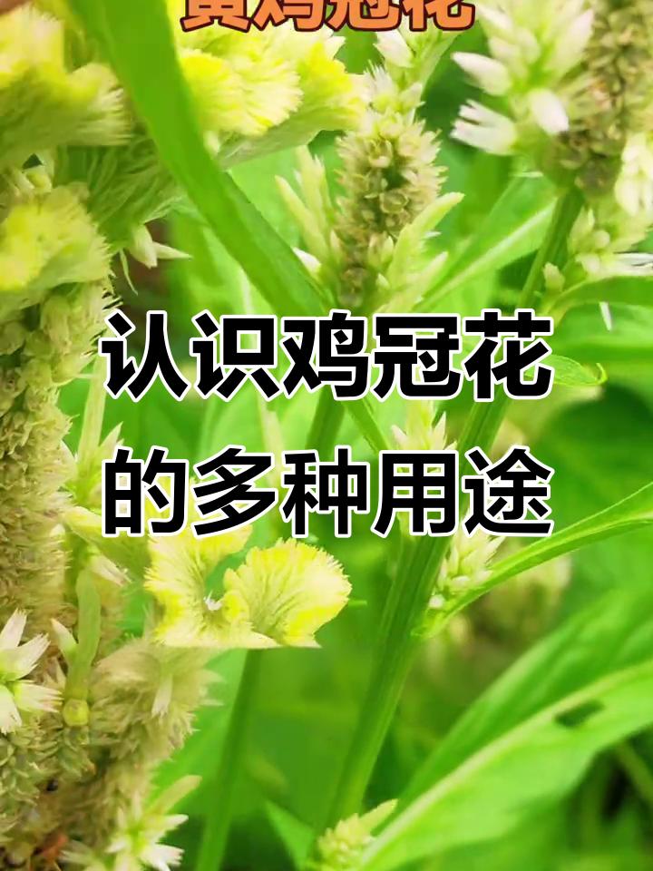 鸡冠花:女性朋友的天然好帮手,不同颜色有不同作用