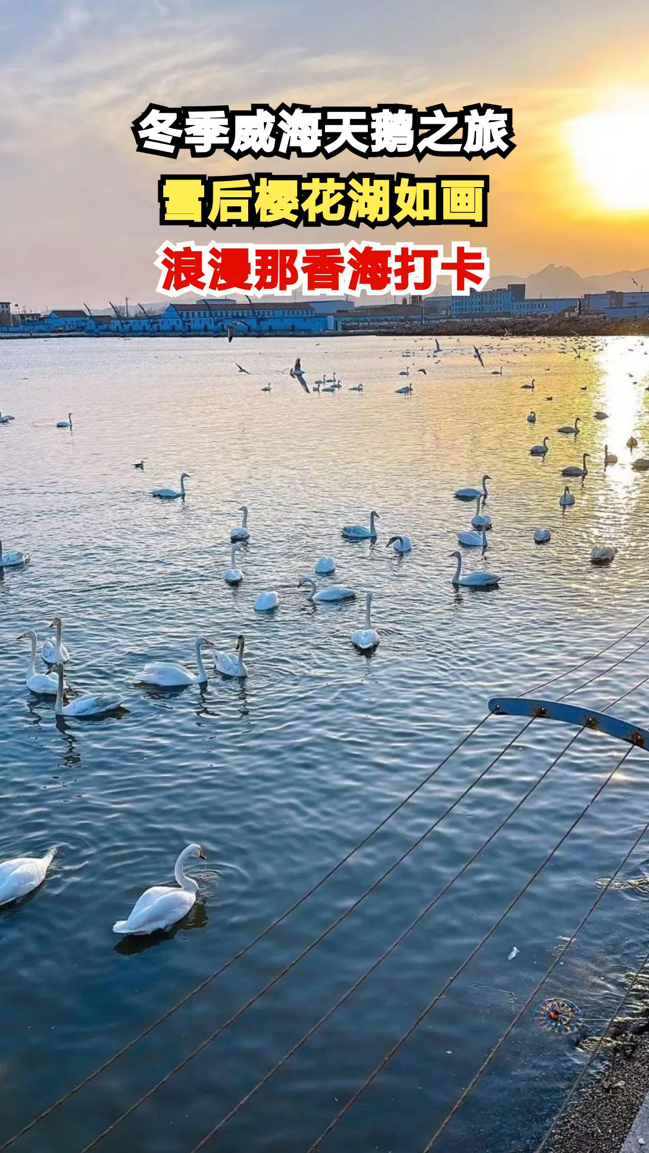 威海冬日天鹅湖上演浪漫芭蕾,上万只西伯利亚精灵为何偏爱这里?
