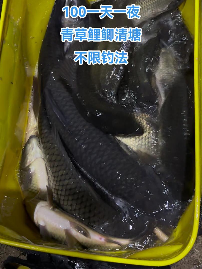 龙潭箐水库开启清塘模式 钓鱼 户外 钓鱼人 野钓 今天的收获 水库清塘模式垂钓,时间有限哦