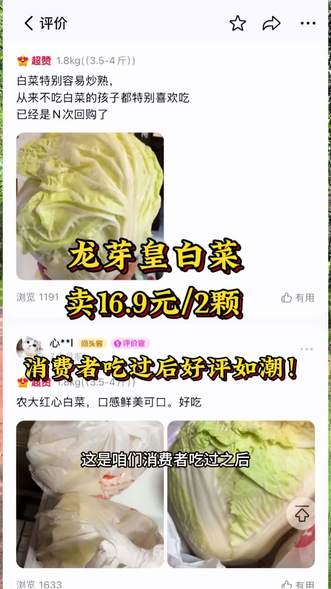 卖16.9元两颗的龙芽皇白菜，您觉得贵吗？一个好种 好吃 内叶橘红芯的白菜品种！三农 龙芽