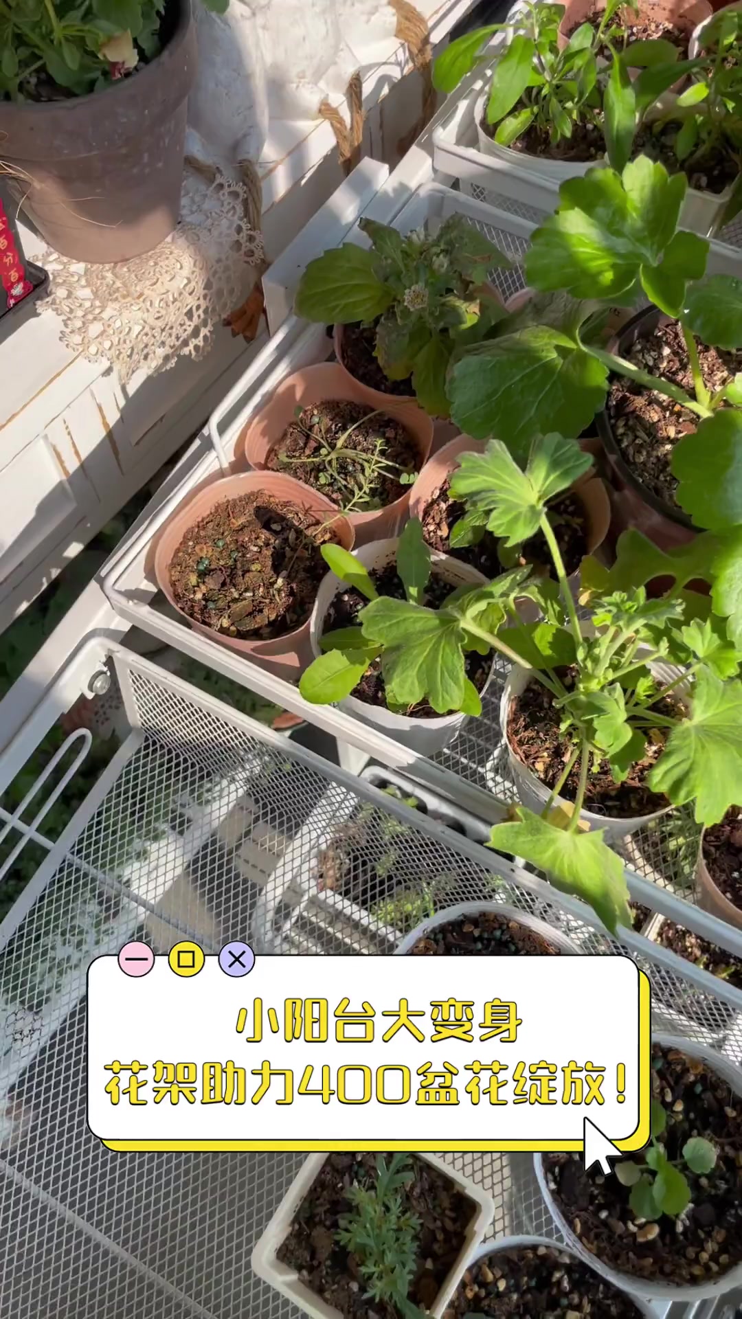 小阳台大变身,花架助力400盆花绽放!
