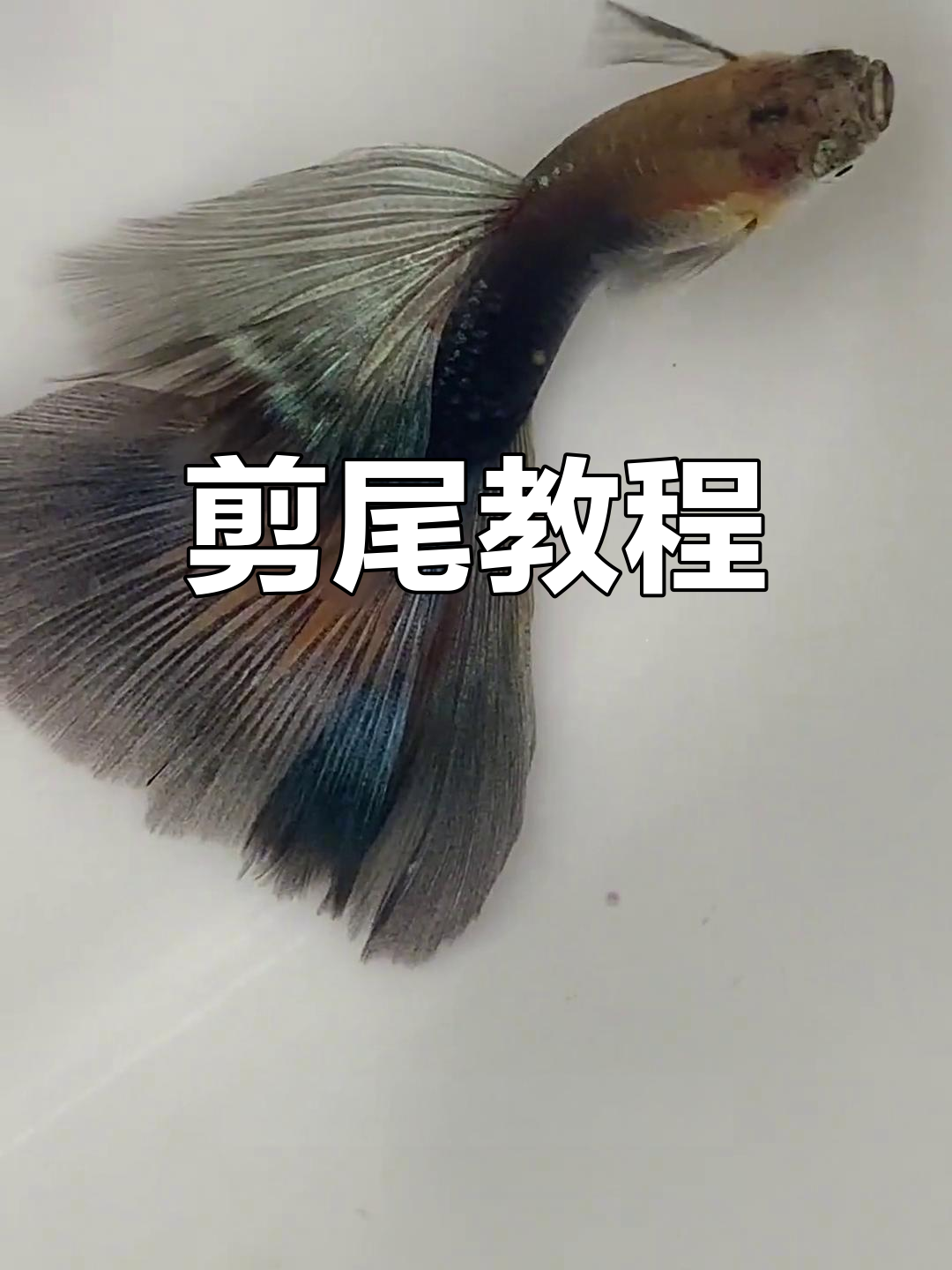 孔雀鱼尾巴修剪技巧，轻松解决追尾问题