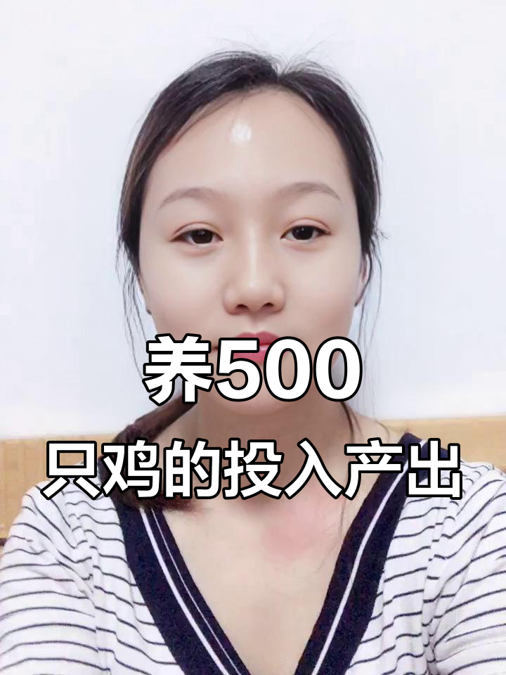 养殖500只土母鸡的成本与利润分析