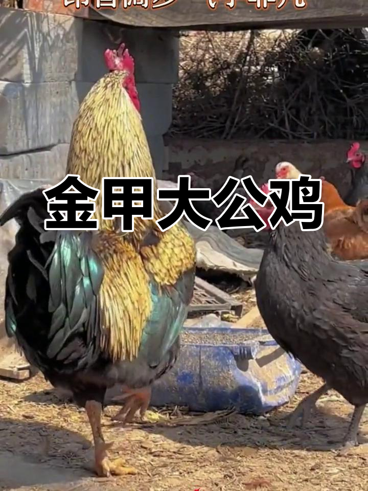 网友家大公鸡身披“金甲”,走路气宇轩昂,霸气十足