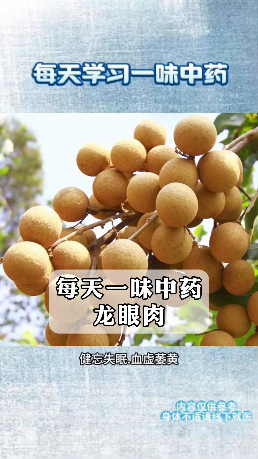 每天一味中药,龙眼肉