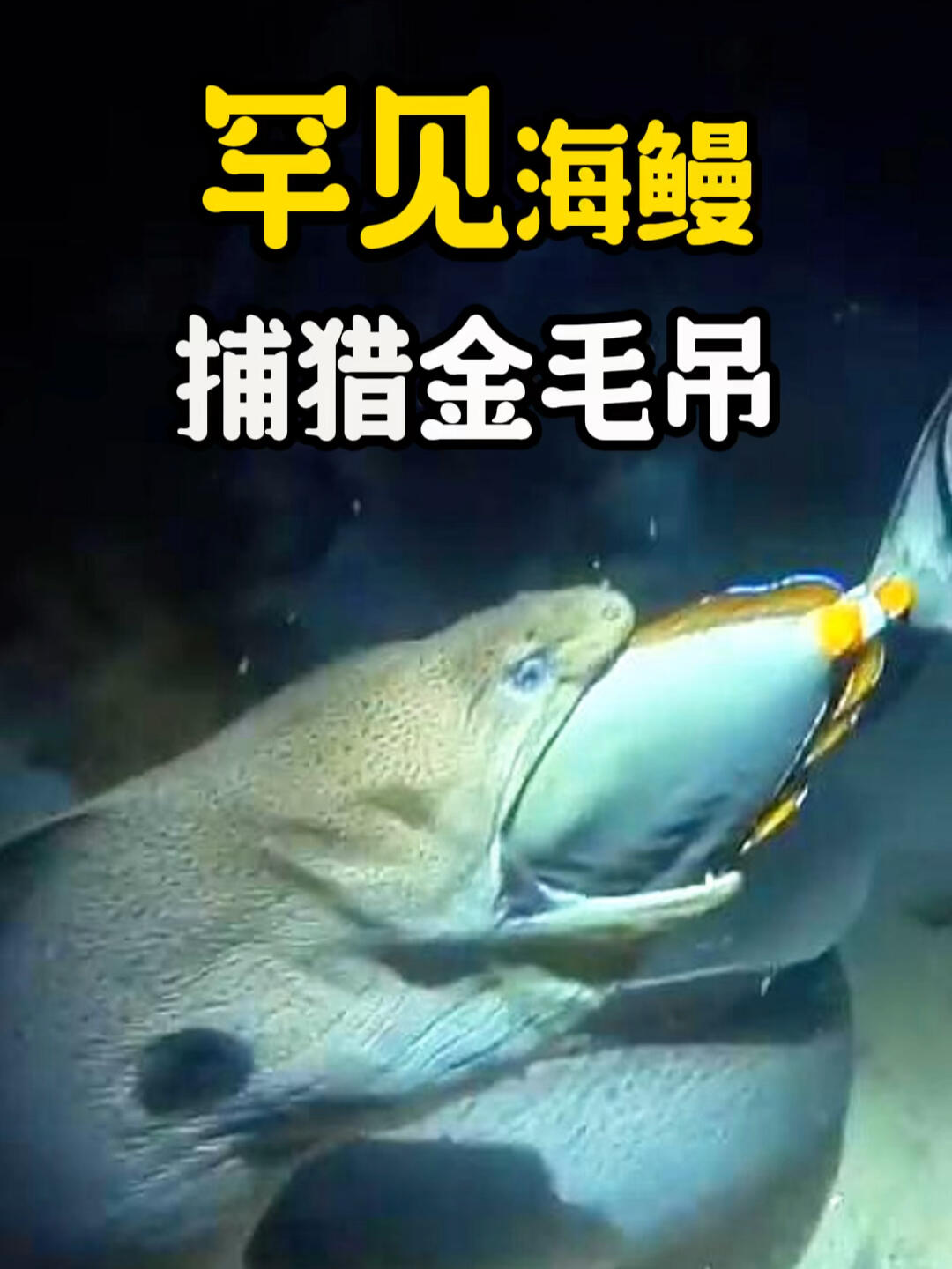 罕见拍到鳗鱼捕猎;喜欢金毛吊的好心疼