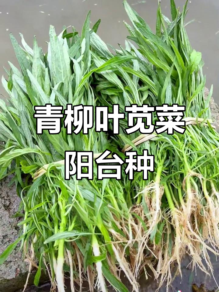 青柳叶苋菜,营养丰富口感独特,阳台种植轻松收获