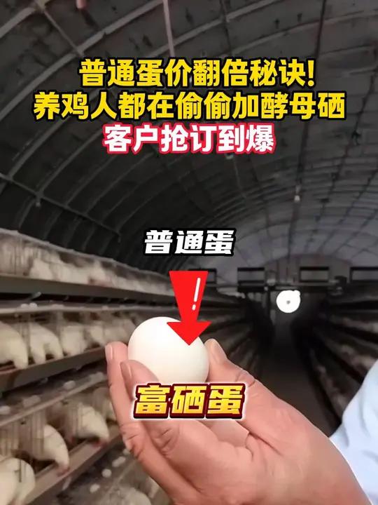 养鸡赚钱新招,赶紧学起来 鸡蛋变富硒蛋,价格翻倍还不愁卖!评论区领教程!富硒鸡蛋就用酵母硒