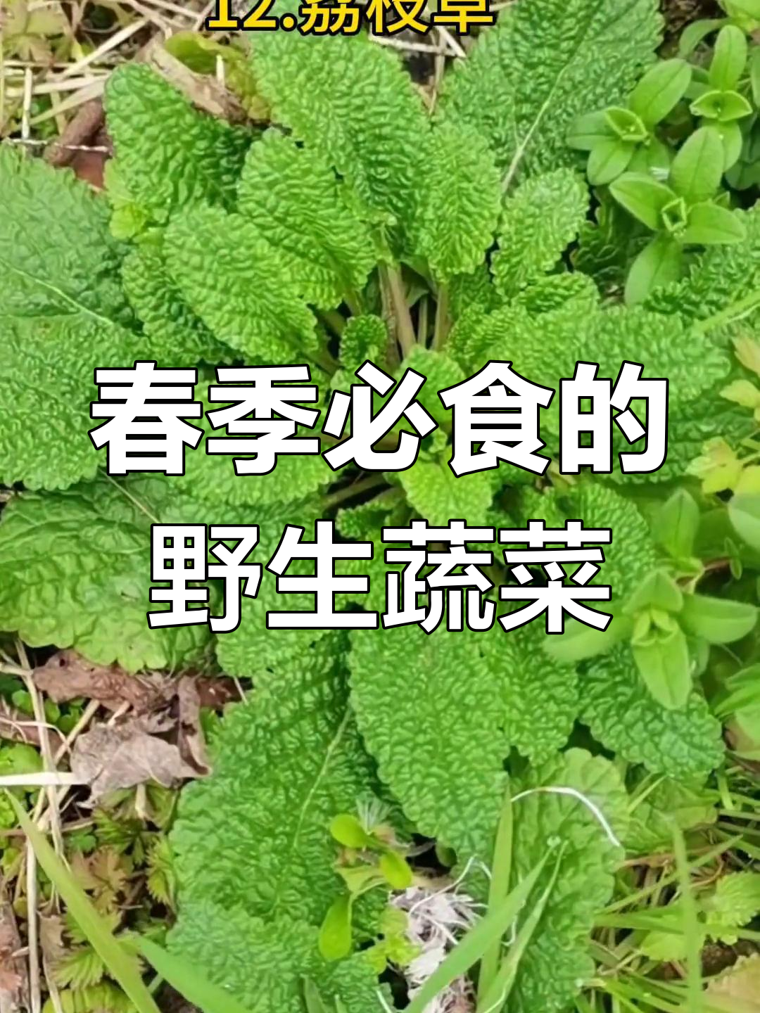 春天必吃16种野菜,看看你吃过几种?