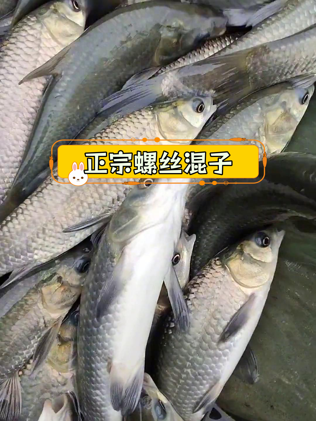 螺丝混子鱼,肉质鲜美,堪比草鱼