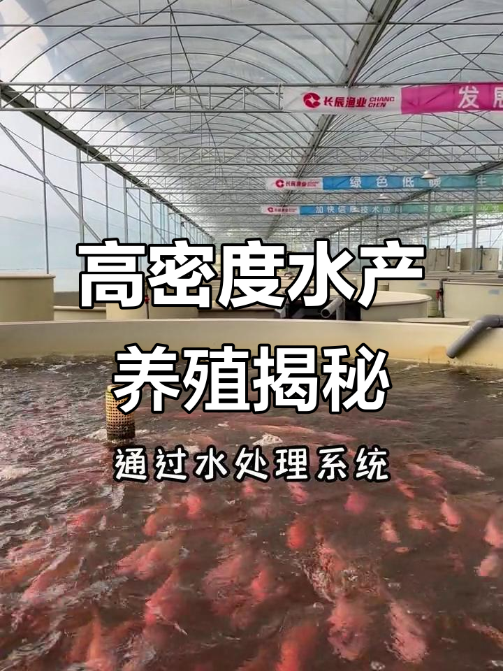 走进现代化循环水养殖,智能管理让养鱼更高效