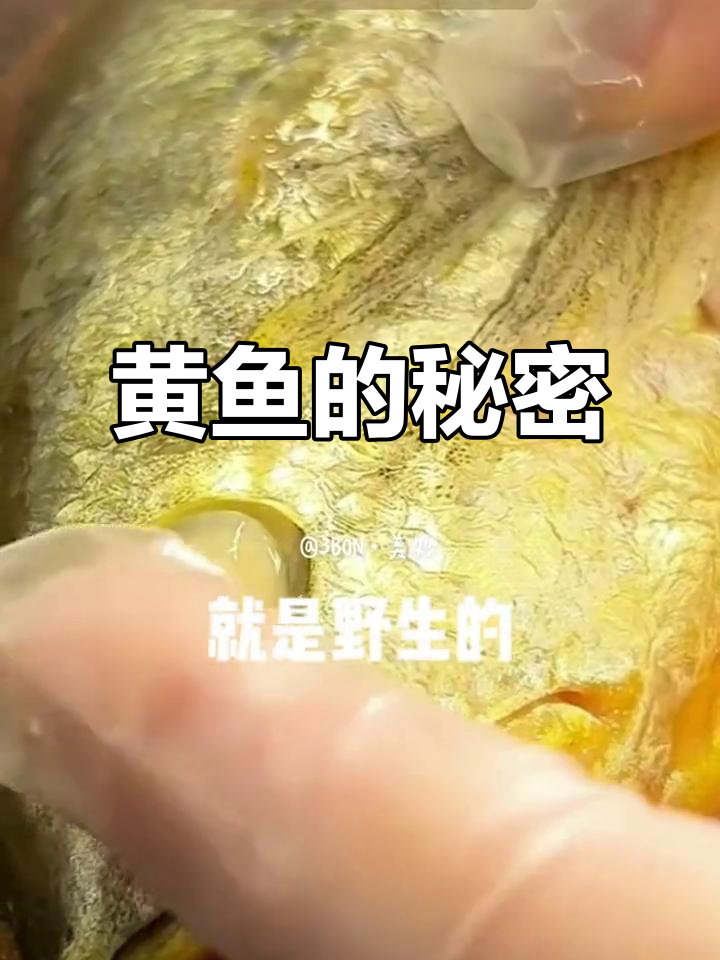 野生黄鱼还能吃吗?如何辨别真假,各地人都懂这招!
