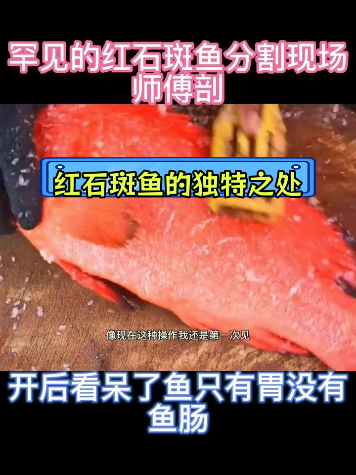 野生红石斑鱼处理全过程
