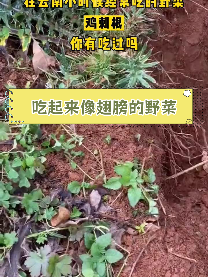 云南农村的独特野菜,鸡刺根你尝过吗?