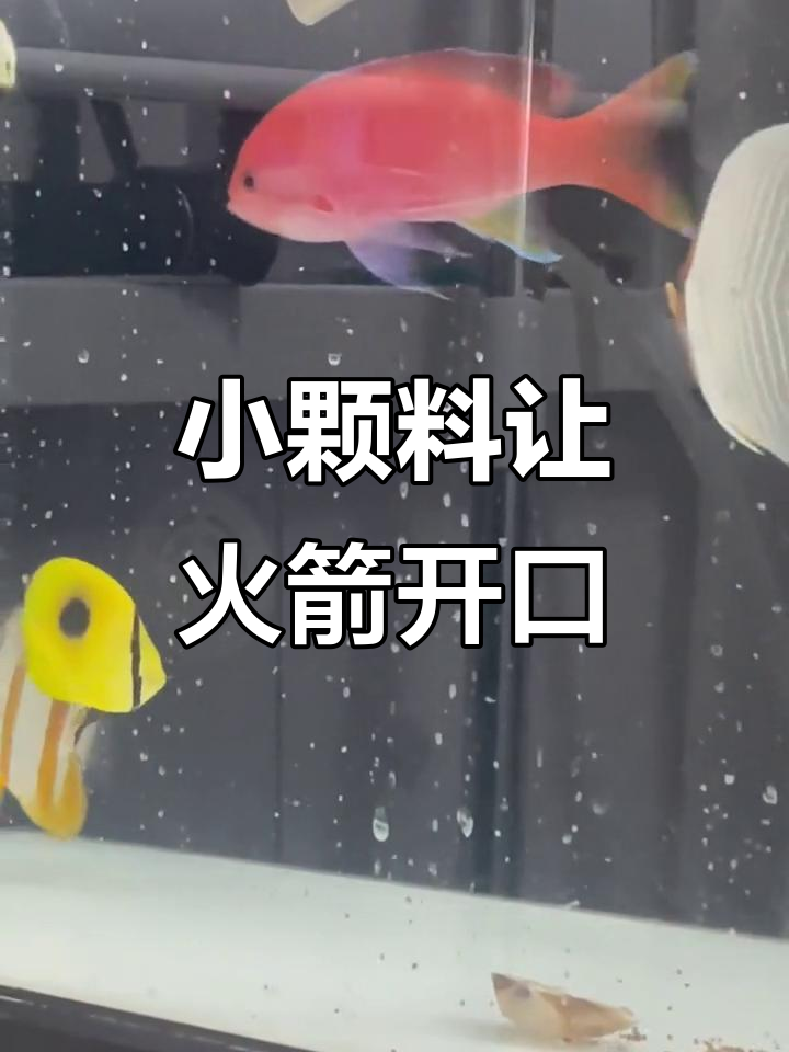 紫印小颗粒,火箭三间不吃鲜粮也能开口!