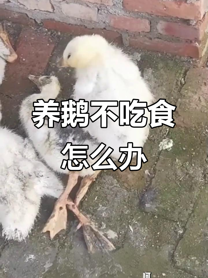 鹅不吃食、扭脖子,可能是这种原因!