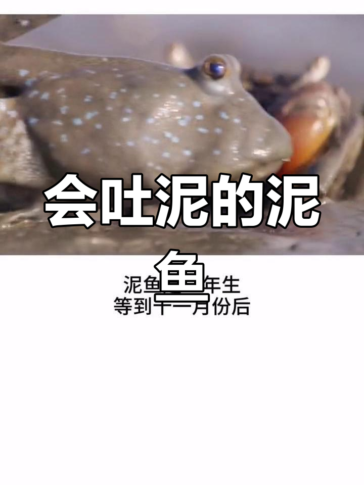 泥鱼:会吐泥的神奇生物