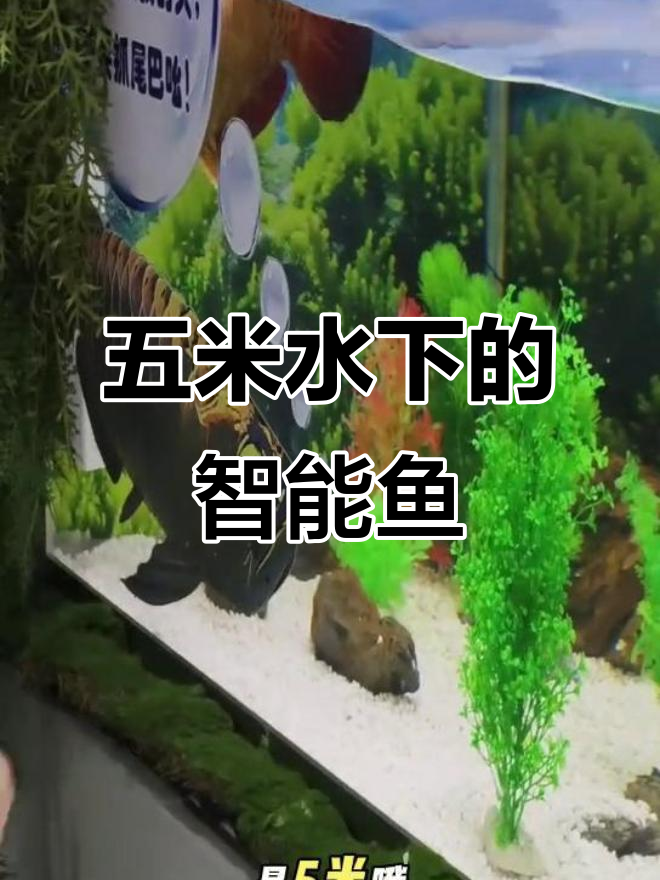 机器人鱼来袭,五米水下自由游动