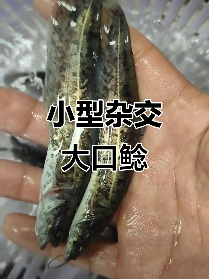 杂交大口鲶鱼:8-10公分的美味新宠