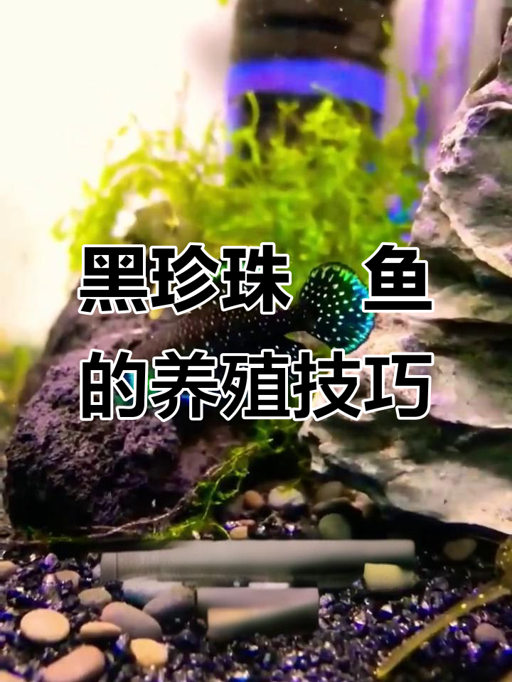 黑珍珠鳉鱼：美丽而具有攻击性的南美珍珠鱼