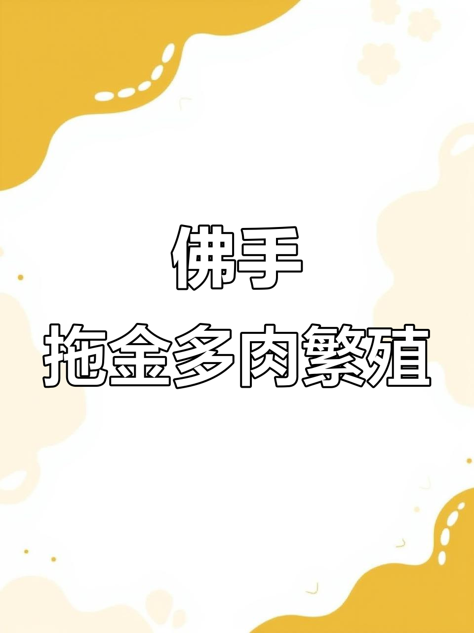 佛手托金多肉繁殖技巧：分株与砍头方法详解