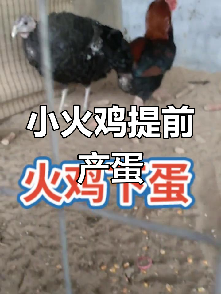 火鸡小苗7月仅一年就下蛋,速度惊人!