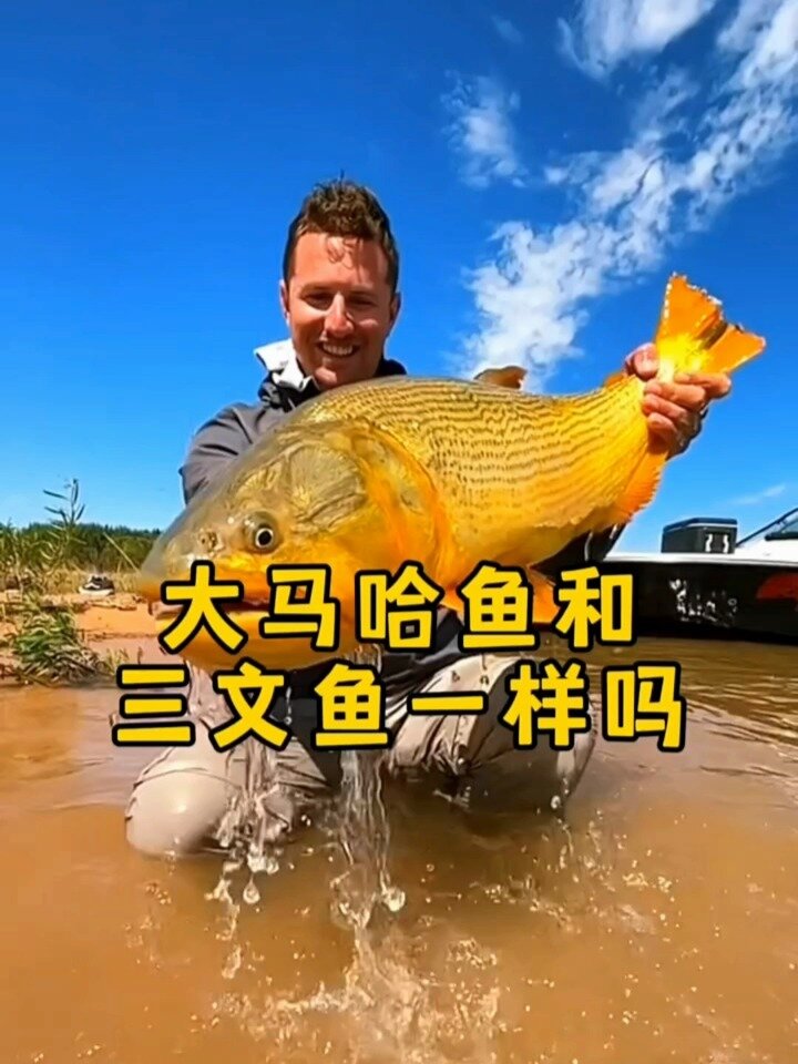 马哈鱼和三文鱼有区别吗