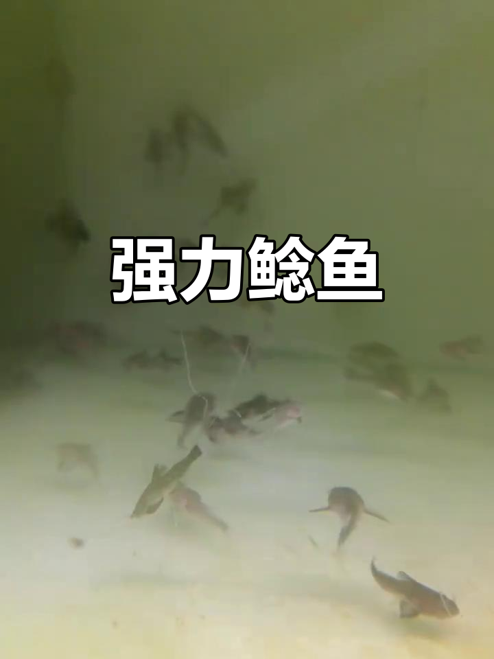 撒旦鸭嘴,亚马孙最强鲶鱼,传说能吞食大型猎物