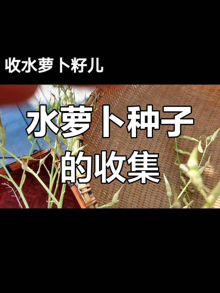 收获水萝卜籽,晒干后剥出种子