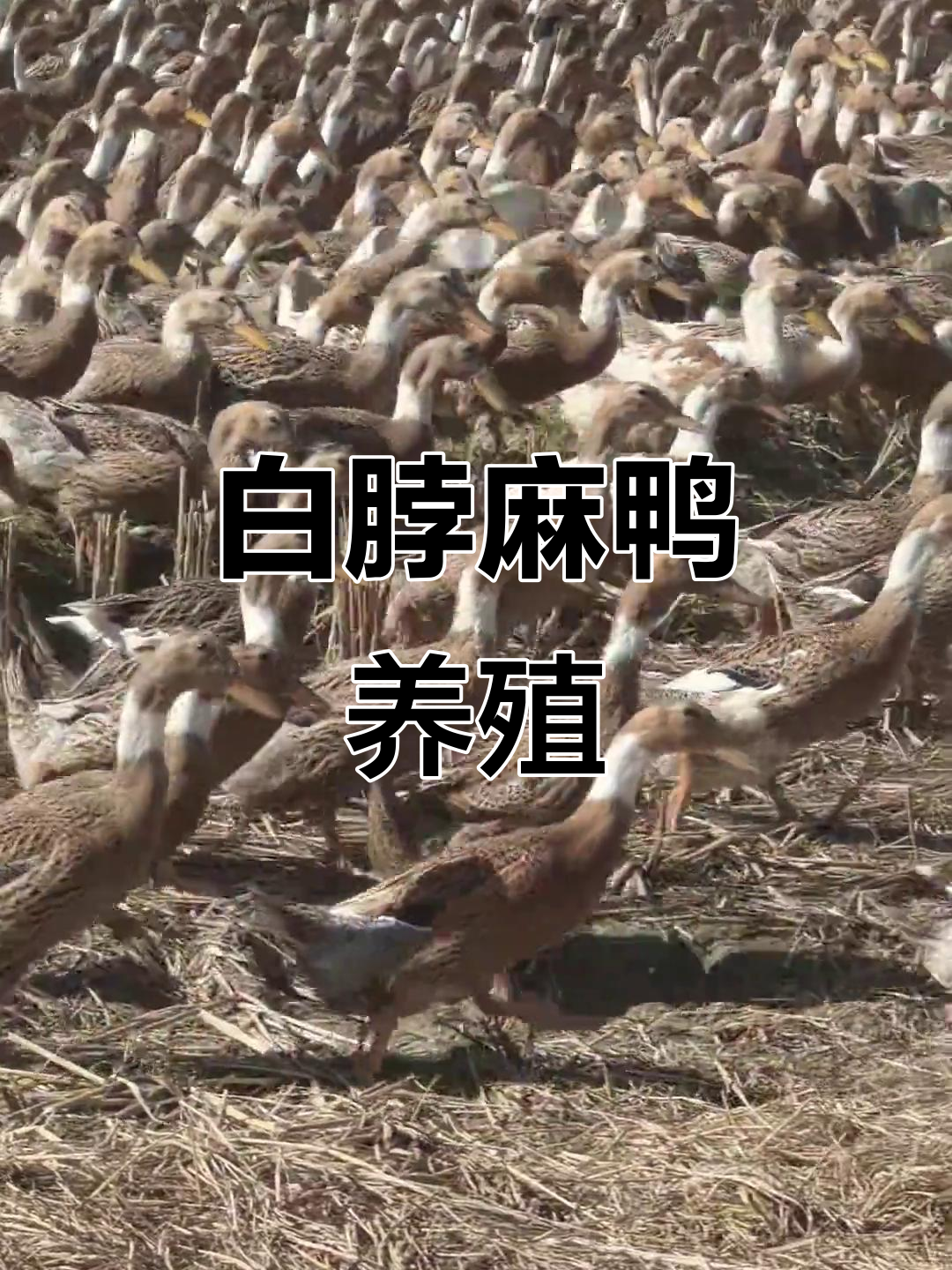 绍兴大种白脖麻鸭,生态放养品质高