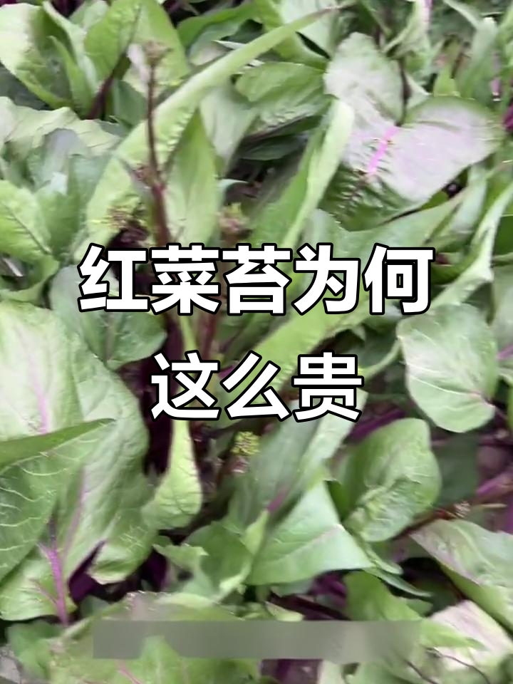 武汉红菜苔价格暴涨，六百九十九一斤竟成常态