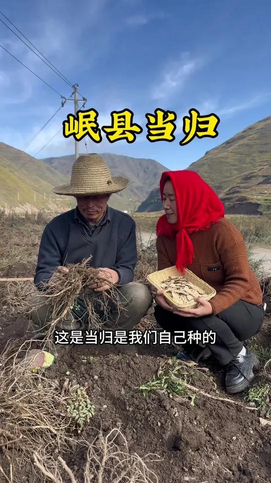 经常用当归的有福了!源头直采的当归来了 我们来自甘肃岷县,我们的当归都是当归头部切片,用来