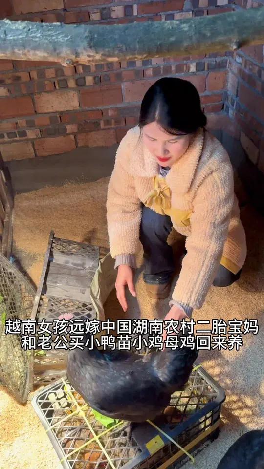 买的小鸡小鸭回来了，今天把它们住的地方搞好，让它们安心住下来快快长大#越南女孩 #农村生活