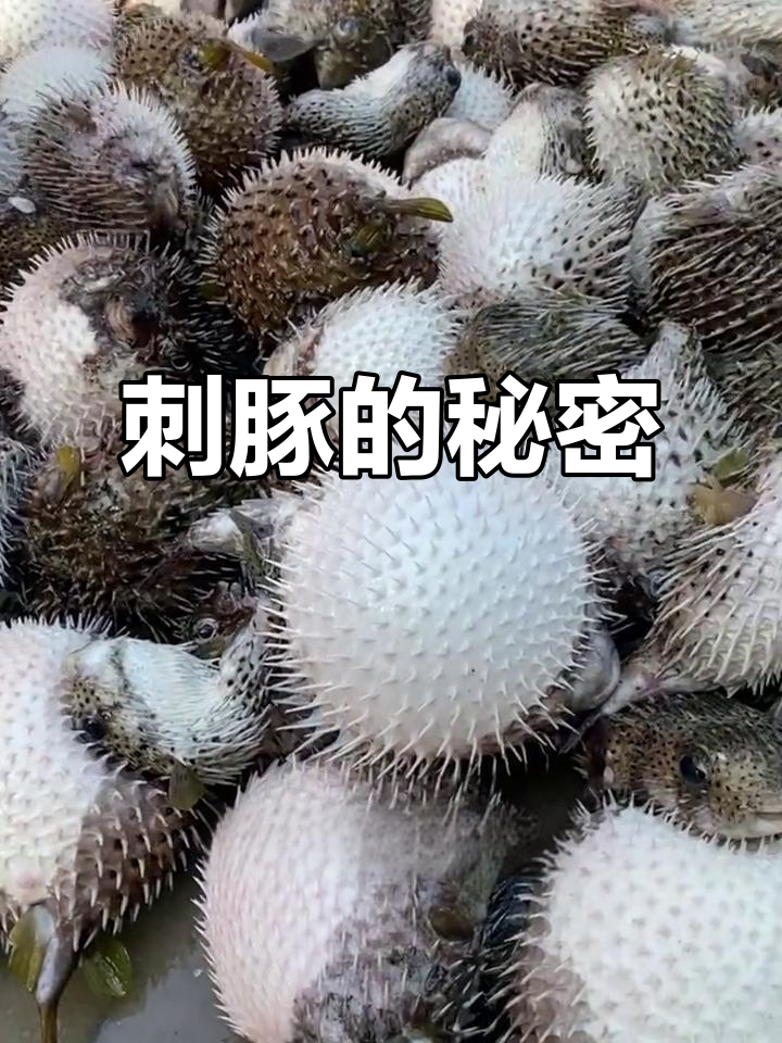 刺豚虽有毒,但鱼皮煮粥超美味!
