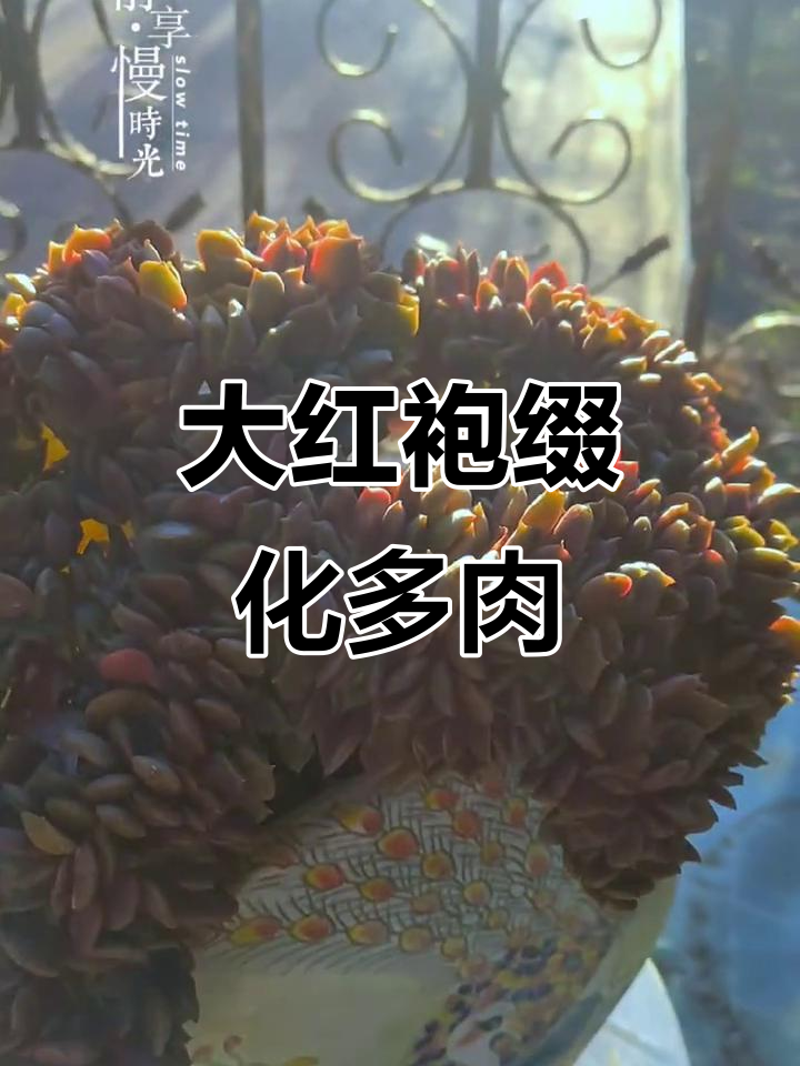 用大红袍缀化多肉治愈生活,打造独特植物美学